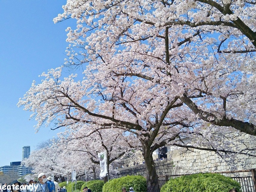 2018大阪城公園│第一次自由行就遇到滿開櫻花,徜徉在浪漫粉紅雨中~ - 愛伊特candy的分享樂園