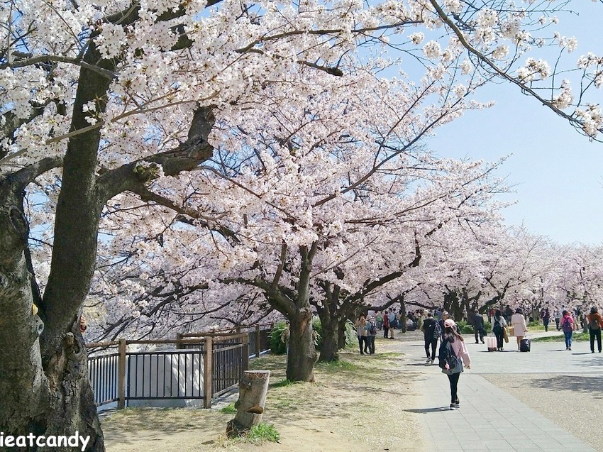 2018大阪城公園│第一次自由行就遇到滿開櫻花,徜徉在浪漫粉紅雨中~ - 愛伊特candy的分享樂園