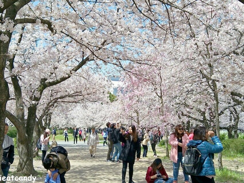 2018大阪城公園│第一次自由行就遇到滿開櫻花,徜徉在浪漫粉紅雨中~ - 愛伊特candy的分享樂園