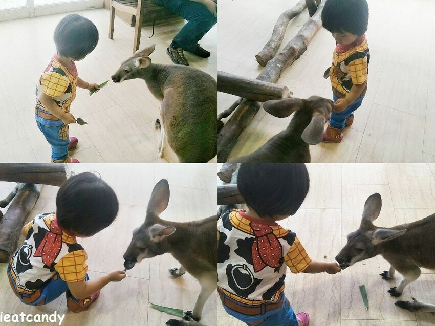 天保山動物園│大阪港景點,讓小孩跟動物多接觸的全新體驗。 - 愛伊特candy的分享樂園