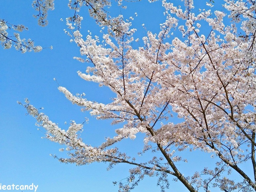 2018大阪城公園│第一次自由行就遇到滿開櫻花,徜徉在浪漫粉紅雨中~ - 愛伊特candy的分享樂園