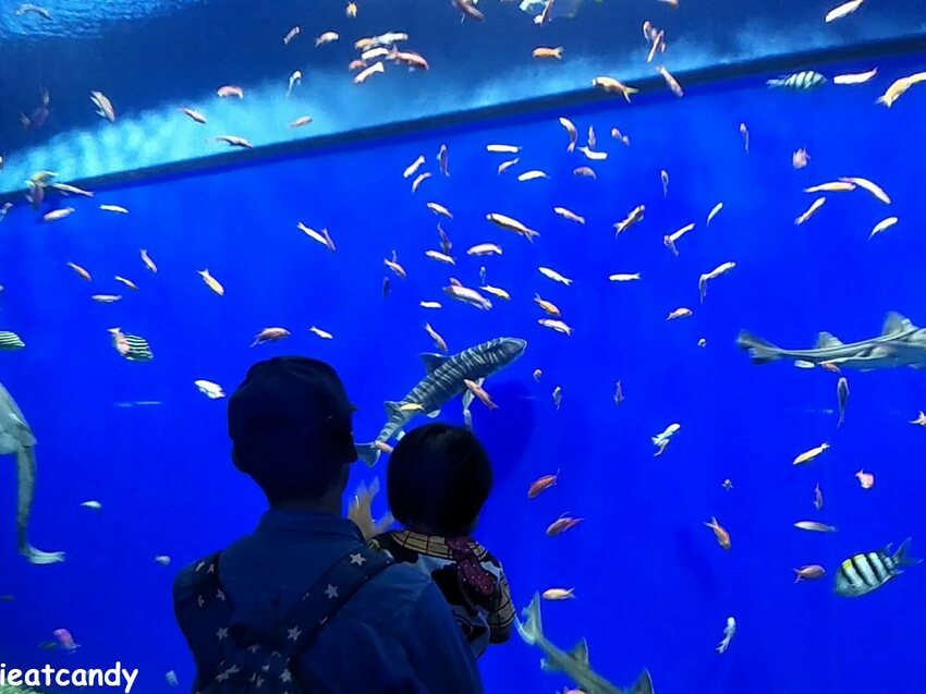 大阪 海游館|大阪必去親子景點,360度環繞水族館,美的很療癒~ - 愛伊特candy的分享樂園