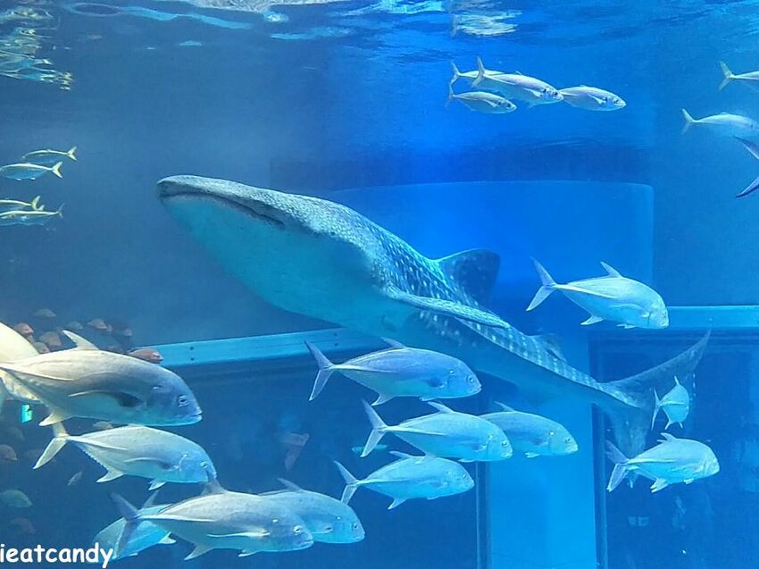 大阪 海游館|大阪必去親子景點,360度環繞水族館,美的很療癒~ - 愛伊特candy的分享樂園