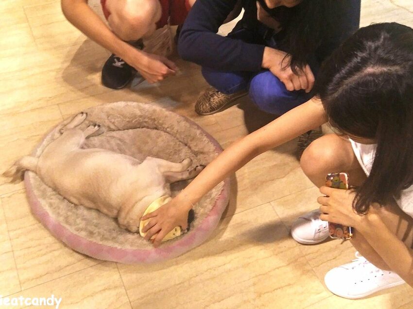 天保山動物園│大阪港景點,讓小孩跟動物多接觸的全新體驗。 - 愛伊特candy的分享樂園