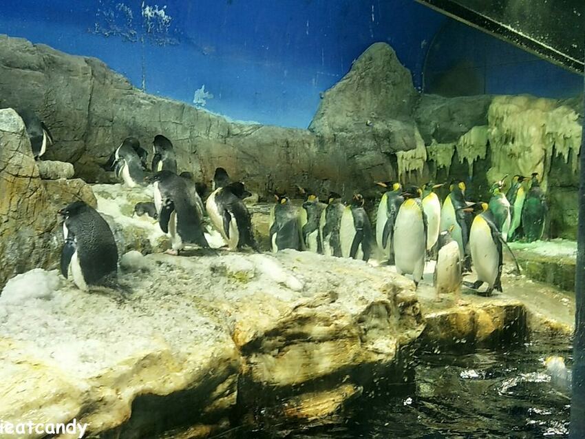 大阪 海游館|大阪必去親子景點,360度環繞水族館,美的很療癒~ - 愛伊特candy的分享樂園