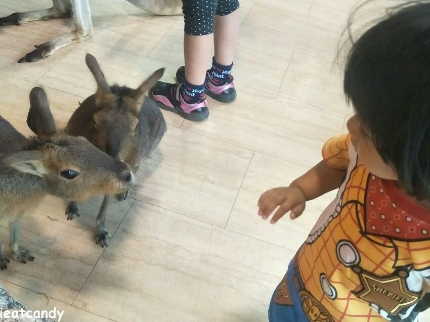 天保山動物園│大阪港景點,讓小孩跟動物多接觸的全新體驗。 - 愛伊特candy的分享樂園