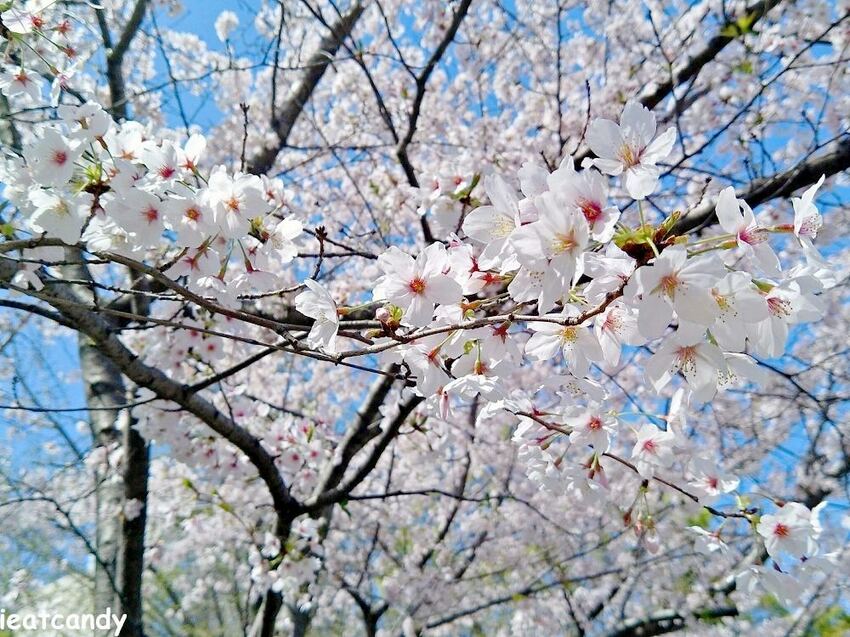 2018大阪城公園│第一次自由行就遇到滿開櫻花,徜徉在浪漫粉紅雨中~ - 愛伊特candy的分享樂園