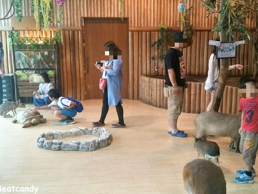天保山動物園│大阪港景點,讓小孩跟動物多接觸的全新體驗。 - 愛伊特candy的分享樂園