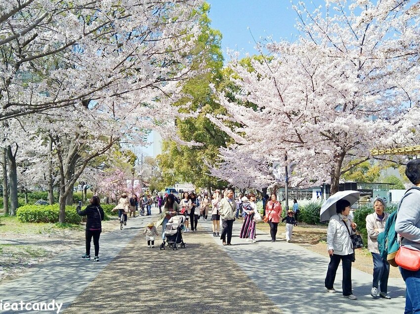 2018大阪城公園│第一次自由行就遇到滿開櫻花,徜徉在浪漫粉紅雨中~ - 愛伊特candy的分享樂園