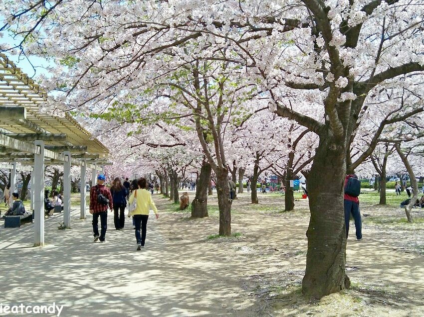 2018大阪城公園│第一次自由行就遇到滿開櫻花,徜徉在浪漫粉紅雨中~ - 愛伊特candy的分享樂園