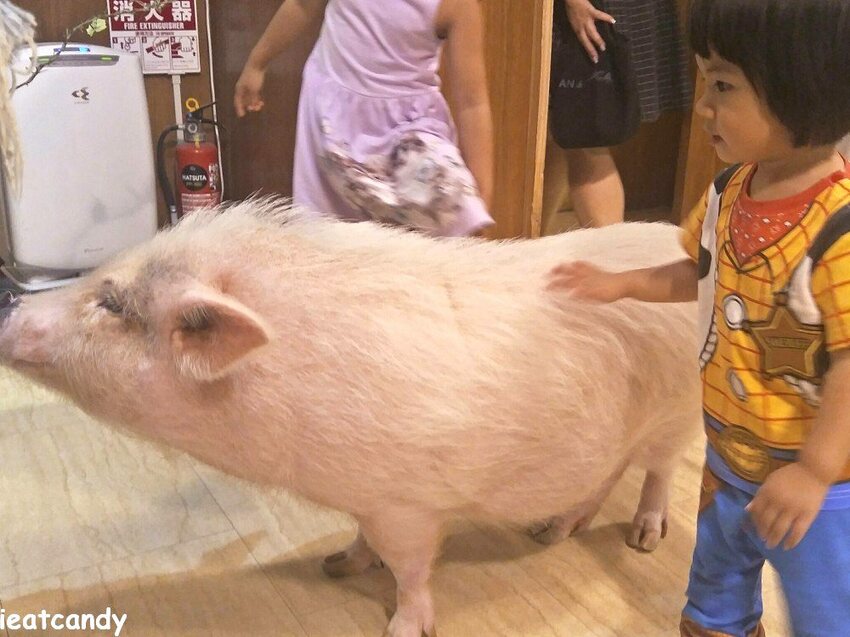 天保山動物園│大阪港景點,讓小孩跟動物多接觸的全新體驗。 - 愛伊特candy的分享樂園