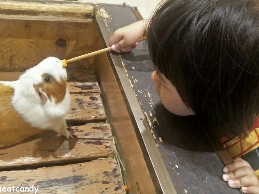 天保山動物園│大阪港景點,讓小孩跟動物多接觸的全新體驗。 - 愛伊特candy的分享樂園