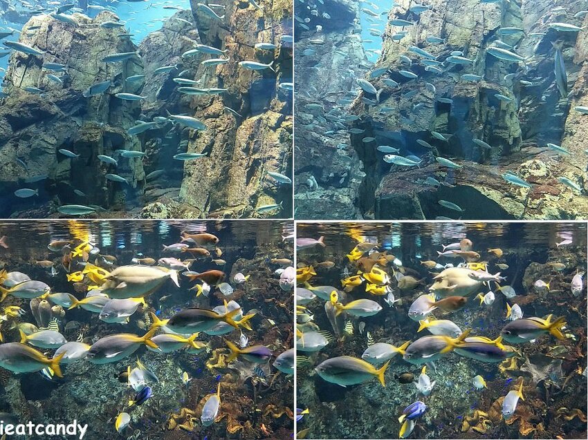 大阪 海游館|大阪必去親子景點,360度環繞水族館,美的很療癒~ - 愛伊特candy的分享樂園