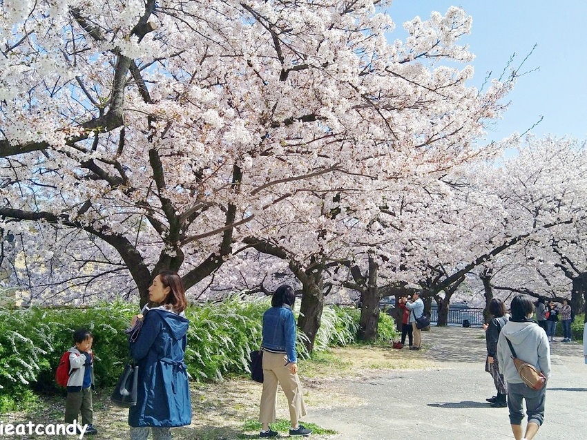2018大阪城公園│第一次自由行就遇到滿開櫻花,徜徉在浪漫粉紅雨中~ - 愛伊特candy的分享樂園