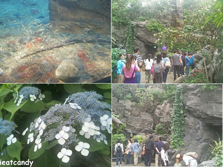 大阪 海游館|大阪必去親子景點,360度環繞水族館,美的很療癒~ - 愛伊特candy的分享樂園