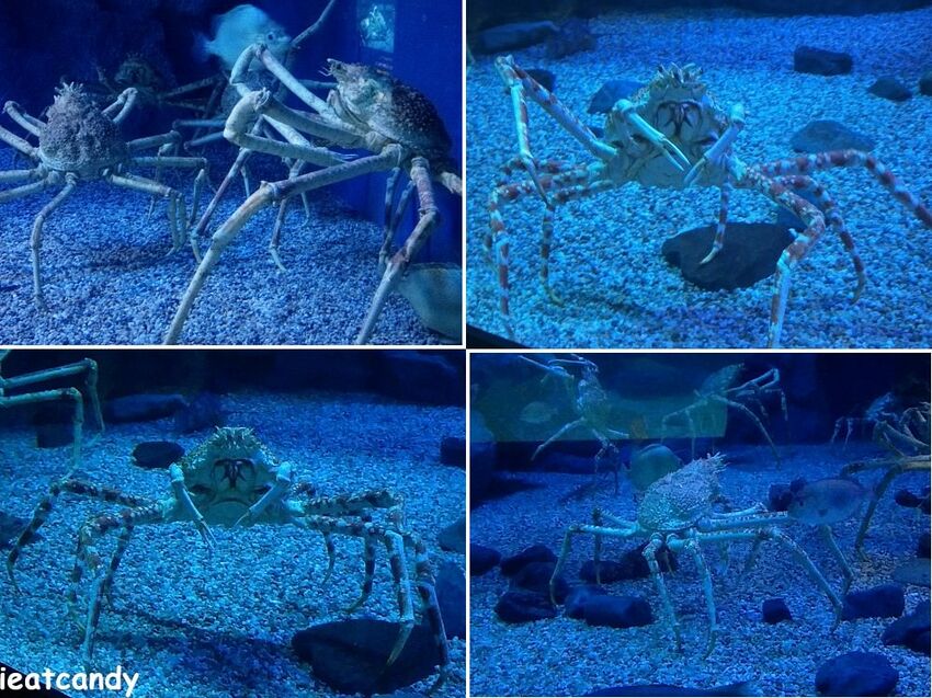 大阪 海游館|大阪必去親子景點,360度環繞水族館,美的很療癒~ - 愛伊特candy的分享樂園