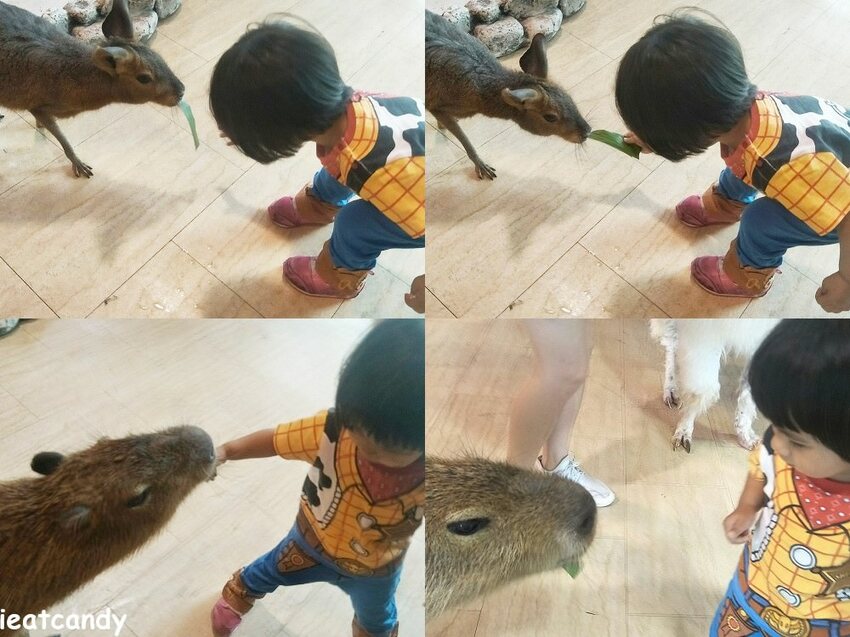 天保山動物園│大阪港景點,讓小孩跟動物多接觸的全新體驗。 - 愛伊特candy的分享樂園