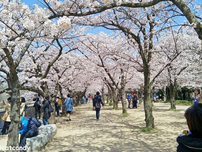 2018大阪城公園│第一次自由行就遇到滿開櫻花,徜徉在浪漫粉紅雨中~ - 愛伊特candy的分享樂園