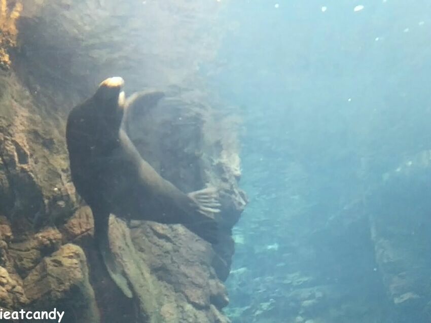 大阪 海游館|大阪必去親子景點,360度環繞水族館,美的很療癒~ - 愛伊特candy的分享樂園