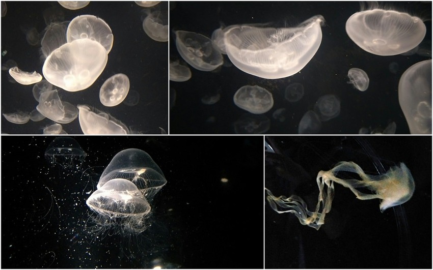 大阪 海游館|大阪必去親子景點,360度環繞水族館,美的很療癒~ - 愛伊特candy的分享樂園