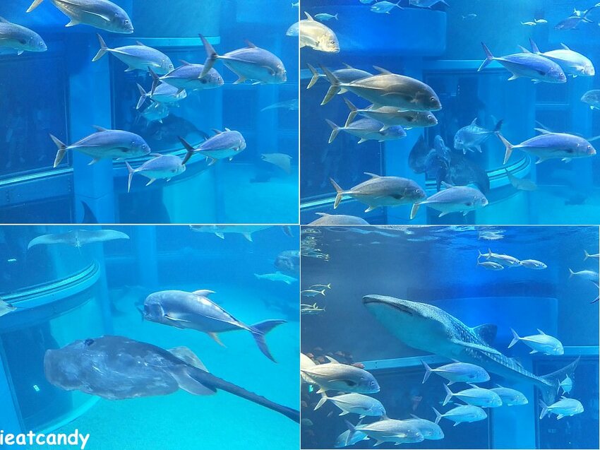 大阪 海游館|大阪必去親子景點,360度環繞水族館,美的很療癒~ - 愛伊特candy的分享樂園