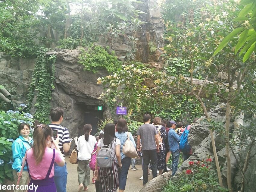 大阪 海游館|大阪必去親子景點,360度環繞水族館,美的很療癒~ - 愛伊特candy的分享樂園