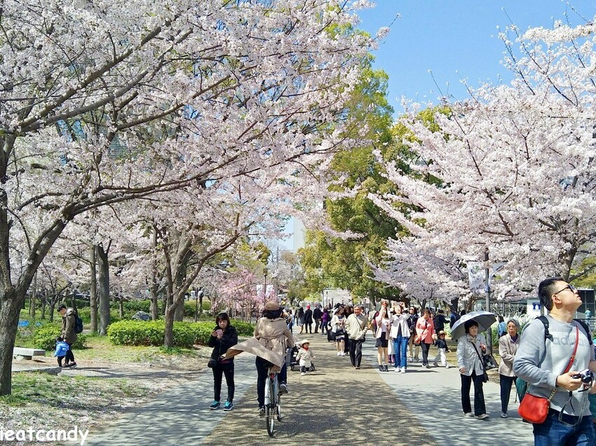 2018大阪城公園│第一次自由行就遇到滿開櫻花,徜徉在浪漫粉紅雨中~ - 愛伊特candy的分享樂園