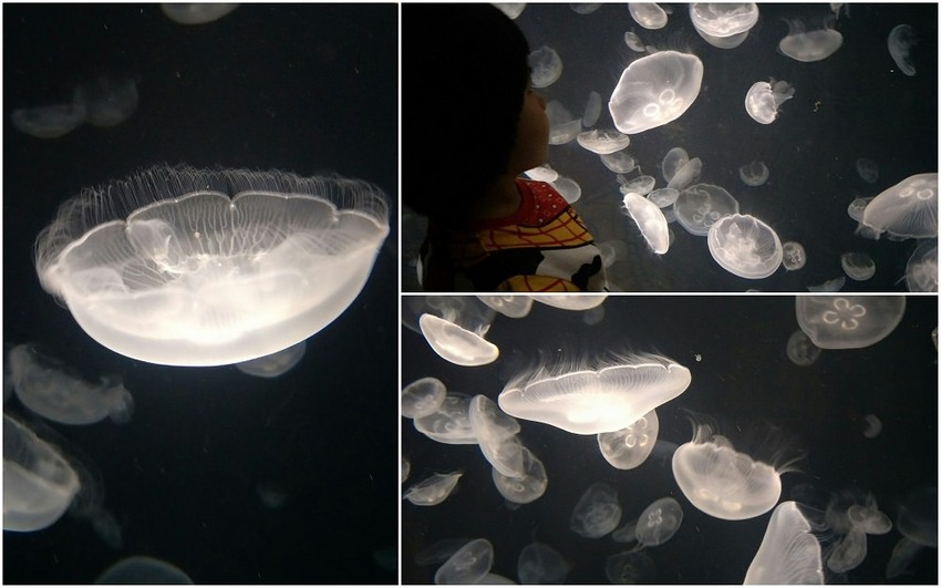 大阪 海游館|大阪必去親子景點,360度環繞水族館,美的很療癒~ - 愛伊特candy的分享樂園