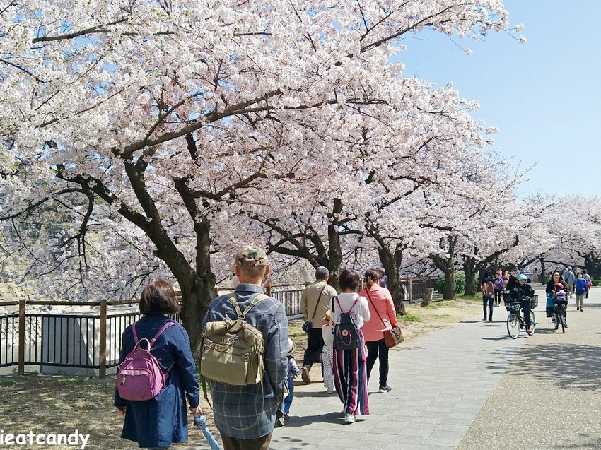 2018大阪城公園│第一次自由行就遇到滿開櫻花,徜徉在浪漫粉紅雨中~ - 愛伊特candy的分享樂園