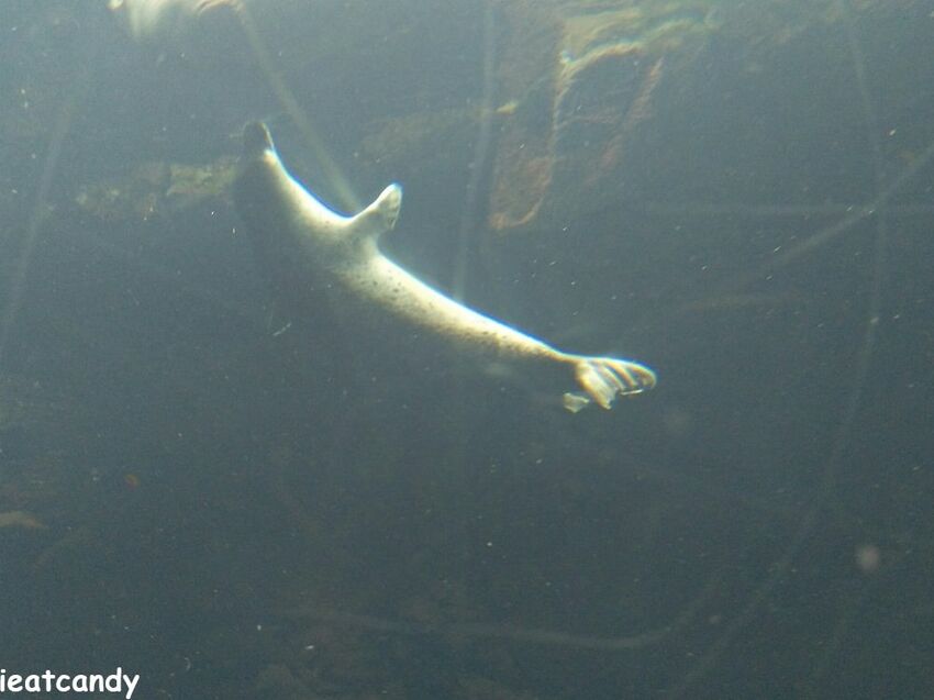大阪 海游館|大阪必去親子景點,360度環繞水族館,美的很療癒~ - 愛伊特candy的分享樂園