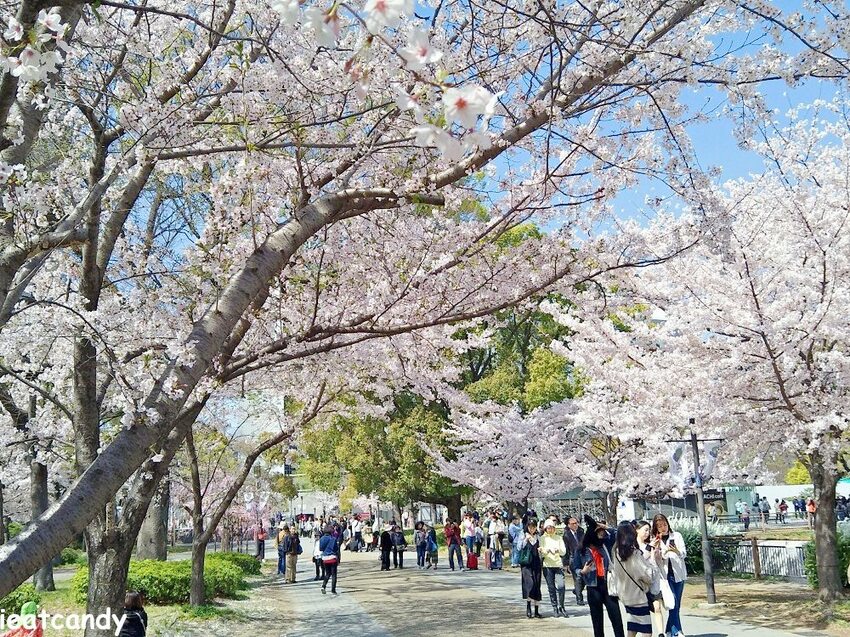 2018大阪城公園│第一次自由行就遇到滿開櫻花,徜徉在浪漫粉紅雨中~ - 愛伊特candy的分享樂園