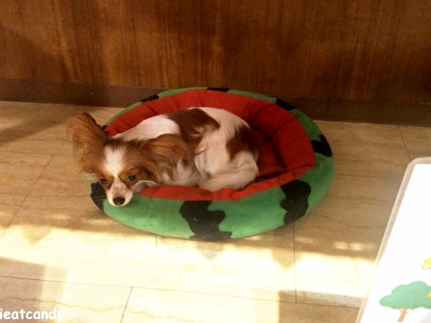 天保山動物園│大阪港景點,讓小孩跟動物多接觸的全新體驗。 - 愛伊特candy的分享樂園