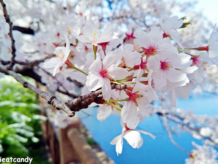 2018大阪城公園│第一次自由行就遇到滿開櫻花,徜徉在浪漫粉紅雨中~ - 愛伊特candy的分享樂園