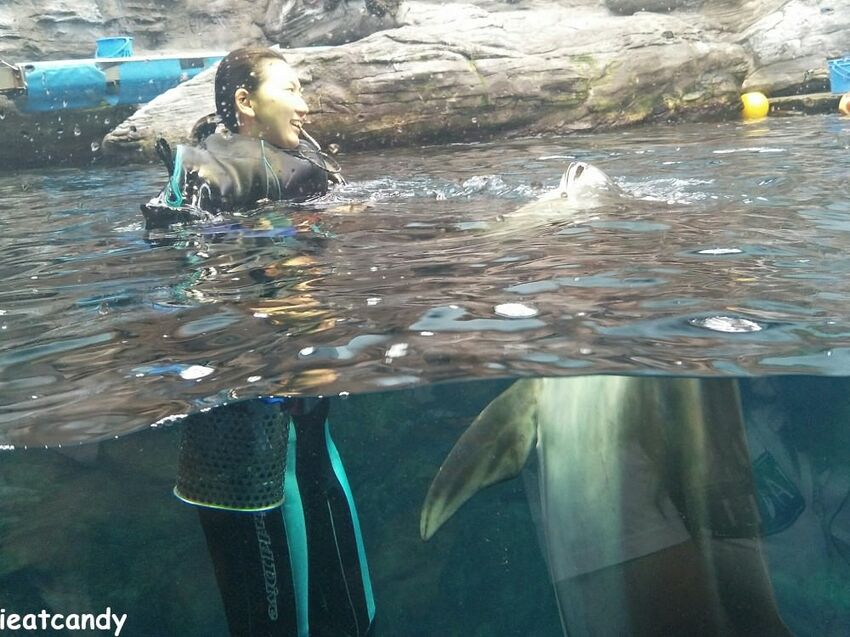 大阪 海游館|大阪必去親子景點,360度環繞水族館,美的很療癒~ - 愛伊特candy的分享樂園