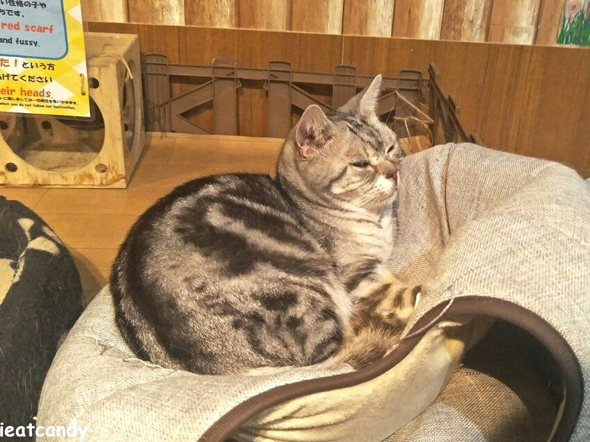 天保山動物園│大阪港景點,讓小孩跟動物多接觸的全新體驗。 - 愛伊特candy的分享樂園