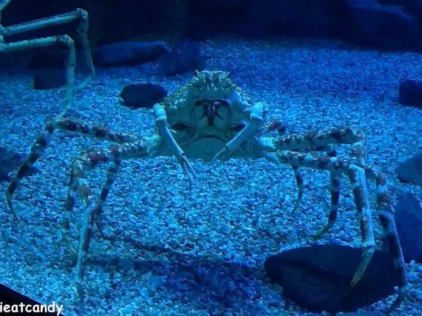 大阪 海游館|大阪必去親子景點,360度環繞水族館,美的很療癒~ - 愛伊特candy的分享樂園