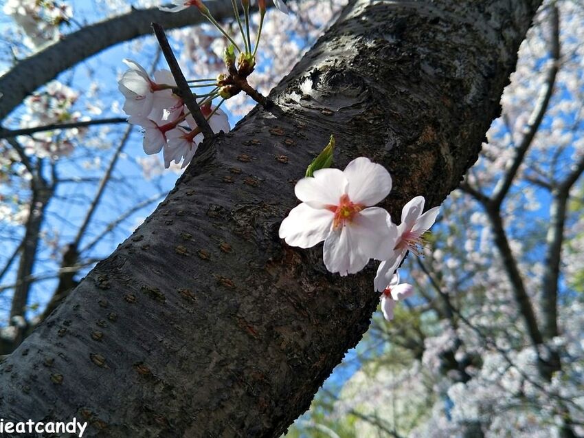 2018大阪城公園│第一次自由行就遇到滿開櫻花,徜徉在浪漫粉紅雨中~ - 愛伊特candy的分享樂園