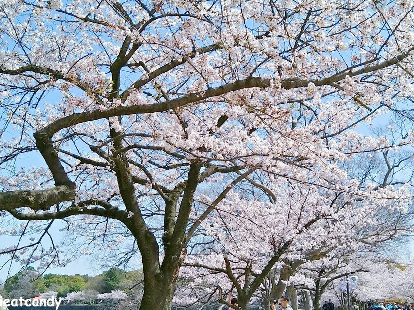 2018大阪城公園│第一次自由行就遇到滿開櫻花,徜徉在浪漫粉紅雨中~ - 愛伊特candy的分享樂園