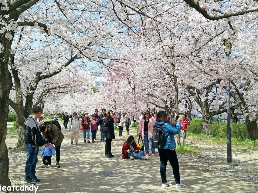 2018大阪城公園│第一次自由行就遇到滿開櫻花,徜徉在浪漫粉紅雨中~ - 愛伊特candy的分享樂園