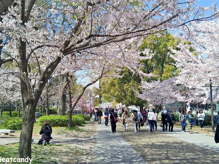 2018大阪城公園│第一次自由行就遇到滿開櫻花,徜徉在浪漫粉紅雨中~ - 愛伊特candy的分享樂園