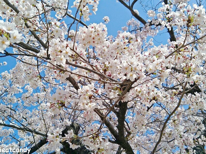 2018大阪城公園│第一次自由行就遇到滿開櫻花,徜徉在浪漫粉紅雨中~ - 愛伊特candy的分享樂園