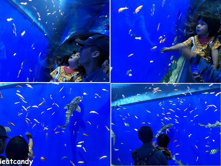 大阪 海游館|大阪必去親子景點,360度環繞水族館,美的很療癒~ - 愛伊特candy的分享樂園