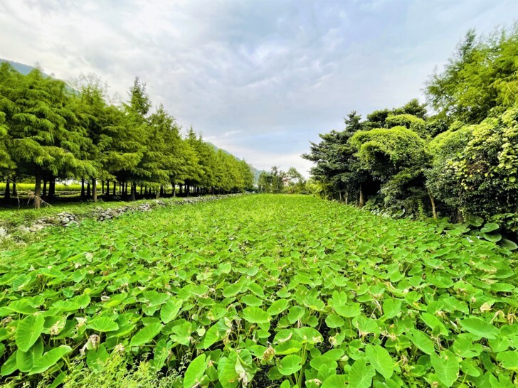 【金澤居】下花蓮吉安親子住宿│綠色隧道民宿│花蓮放鬆行程│下雨天的花蓮怎麼玩?