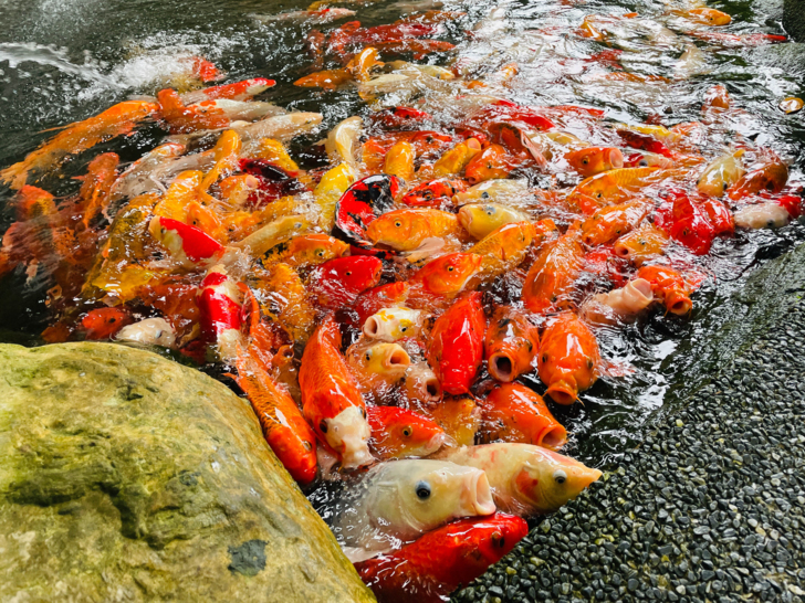 【金澤居】下花蓮吉安親子住宿│綠色隧道民宿│花蓮放鬆行程│下雨天的花蓮怎麼玩?