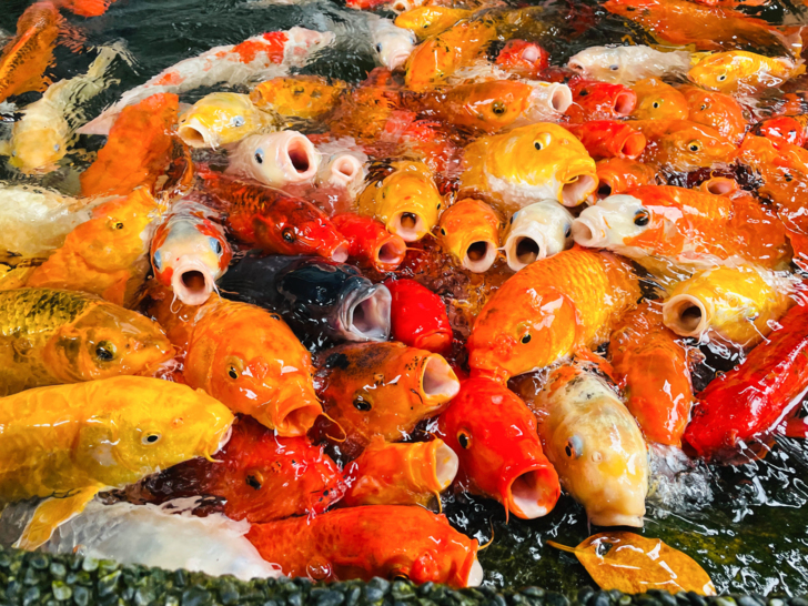 【金澤居】下花蓮吉安親子住宿│綠色隧道民宿│花蓮放鬆行程│下雨天的花蓮怎麼玩?