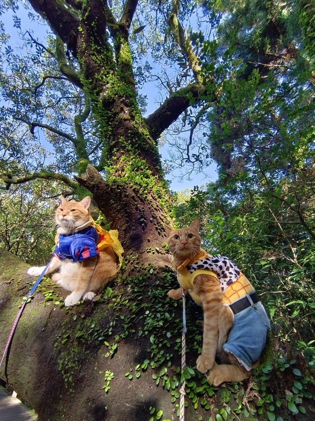 196332.jpg - 【台北.陽明山】冷水坑賞落羽松走至擎天崗大草原步道賞芒草。秋季限定美景貓貓森林寫真