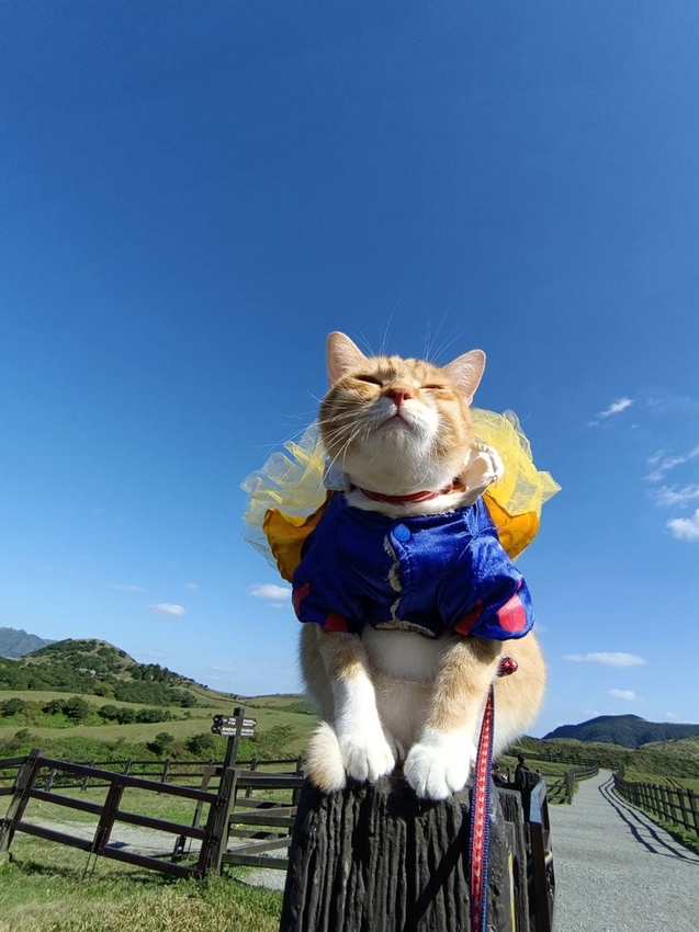 196292.jpg - 【台北.陽明山】冷水坑賞落羽松走至擎天崗大草原步道賞芒草。秋季限定美景貓貓森林寫真