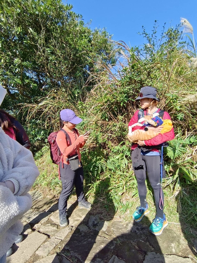 196308.jpg - 【台北.陽明山】冷水坑賞落羽松走至擎天崗大草原步道賞芒草。秋季限定美景貓貓森林寫真