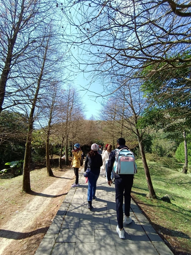 196272.jpg - 【台北.陽明山】冷水坑賞落羽松走至擎天崗大草原步道賞芒草。秋季限定美景貓貓森林寫真