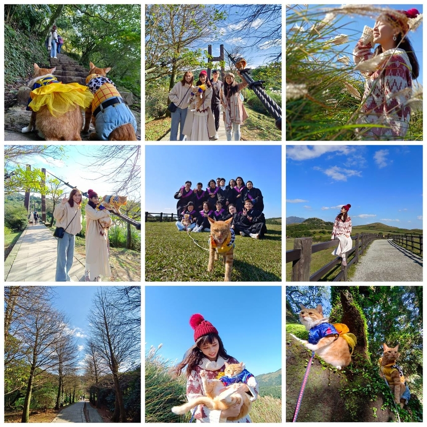 196269.jpg - 【台北.陽明山】冷水坑賞落羽松走至擎天崗大草原步道賞芒草。秋季限定美景貓貓森林寫真